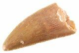 Serrated Raptor Premaxillary Tooth - Real Dinosaur Tooth #364813-1